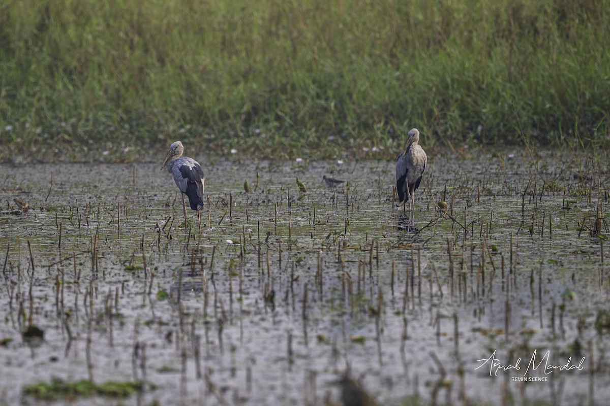 スキハシコウ - ML646284958