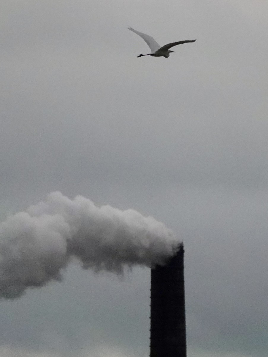 ダイサギ - ML646284960