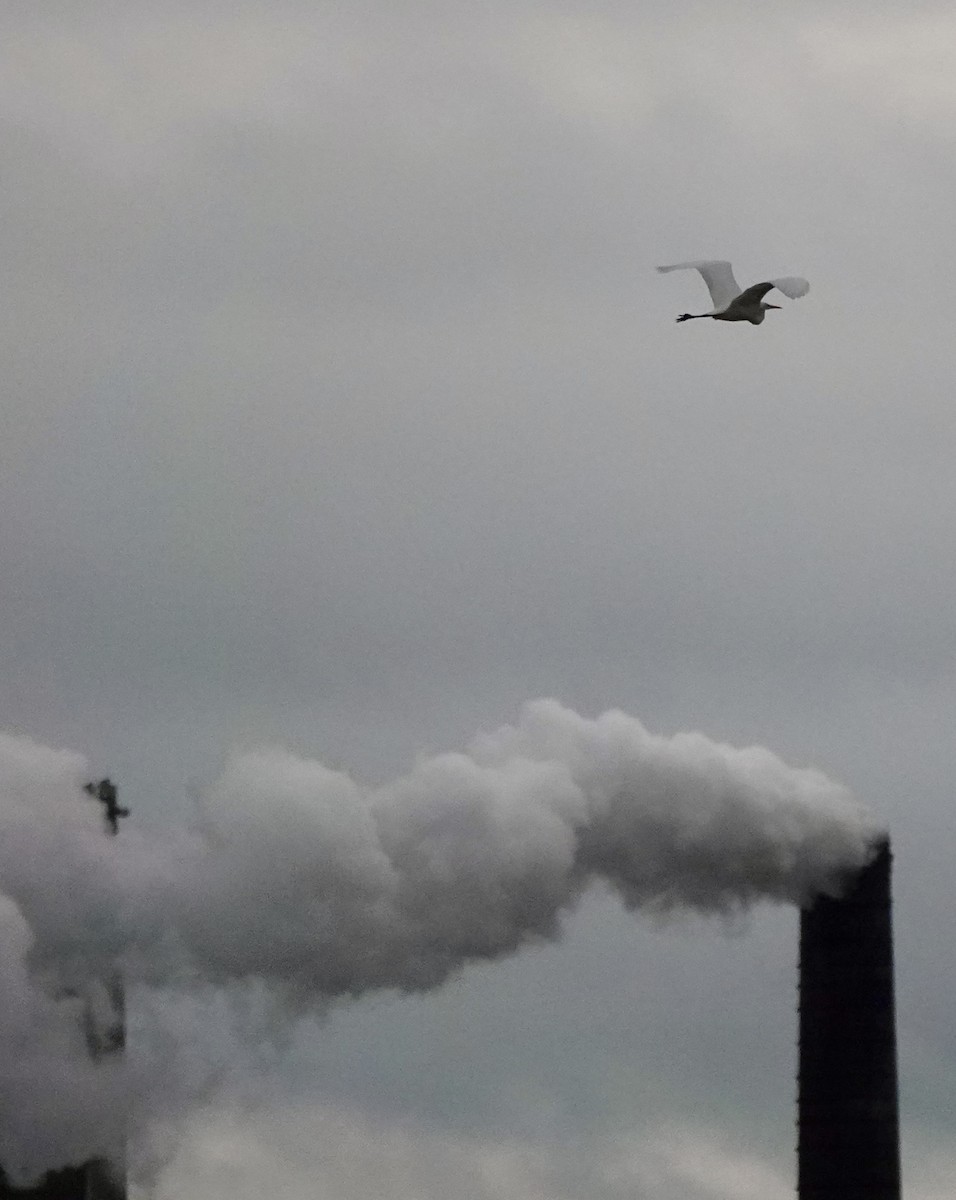 ダイサギ - ML646284961