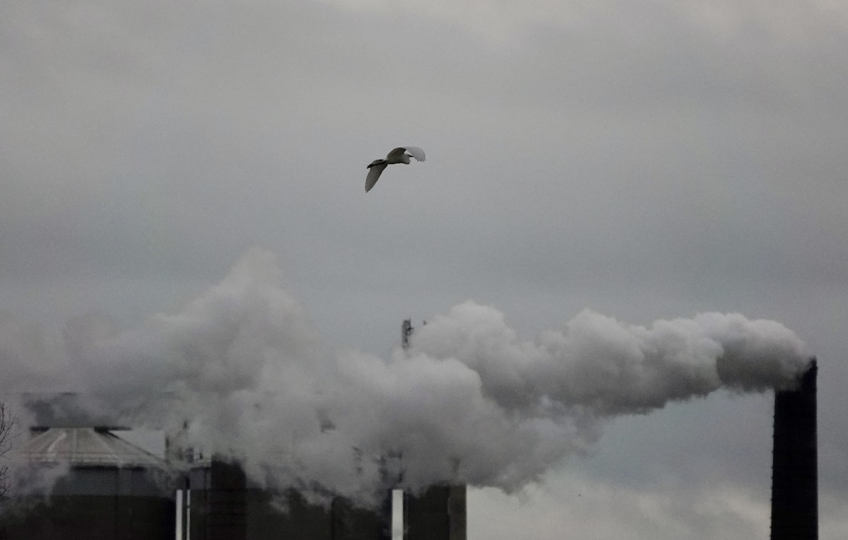 ダイサギ - ML646284962