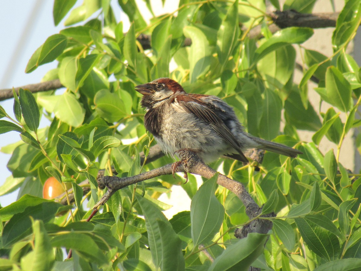 イエスズメ - ML646284965