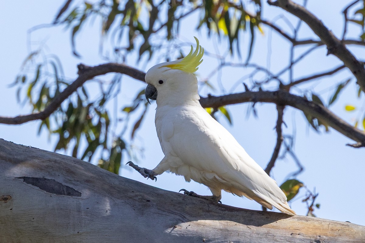 キバタン - ML646284967