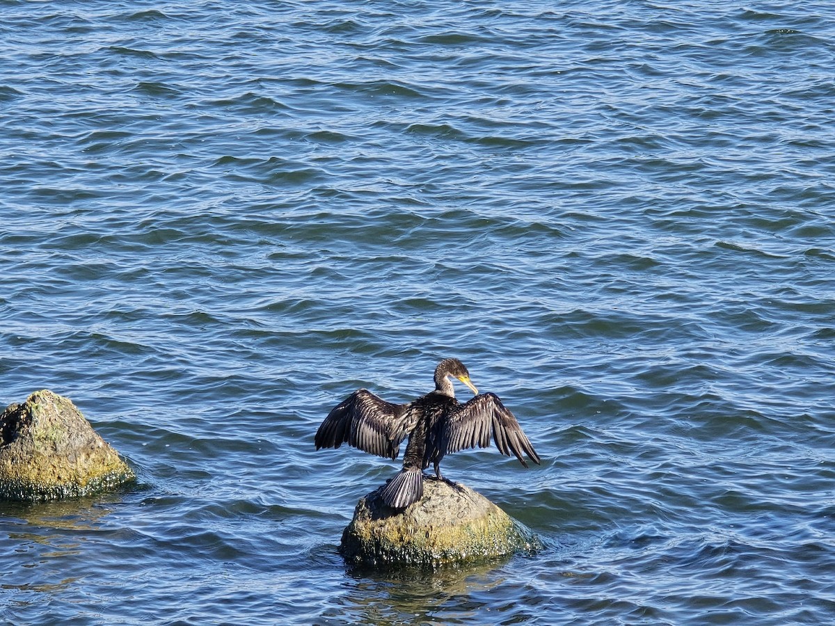 カワウ - ML646284968