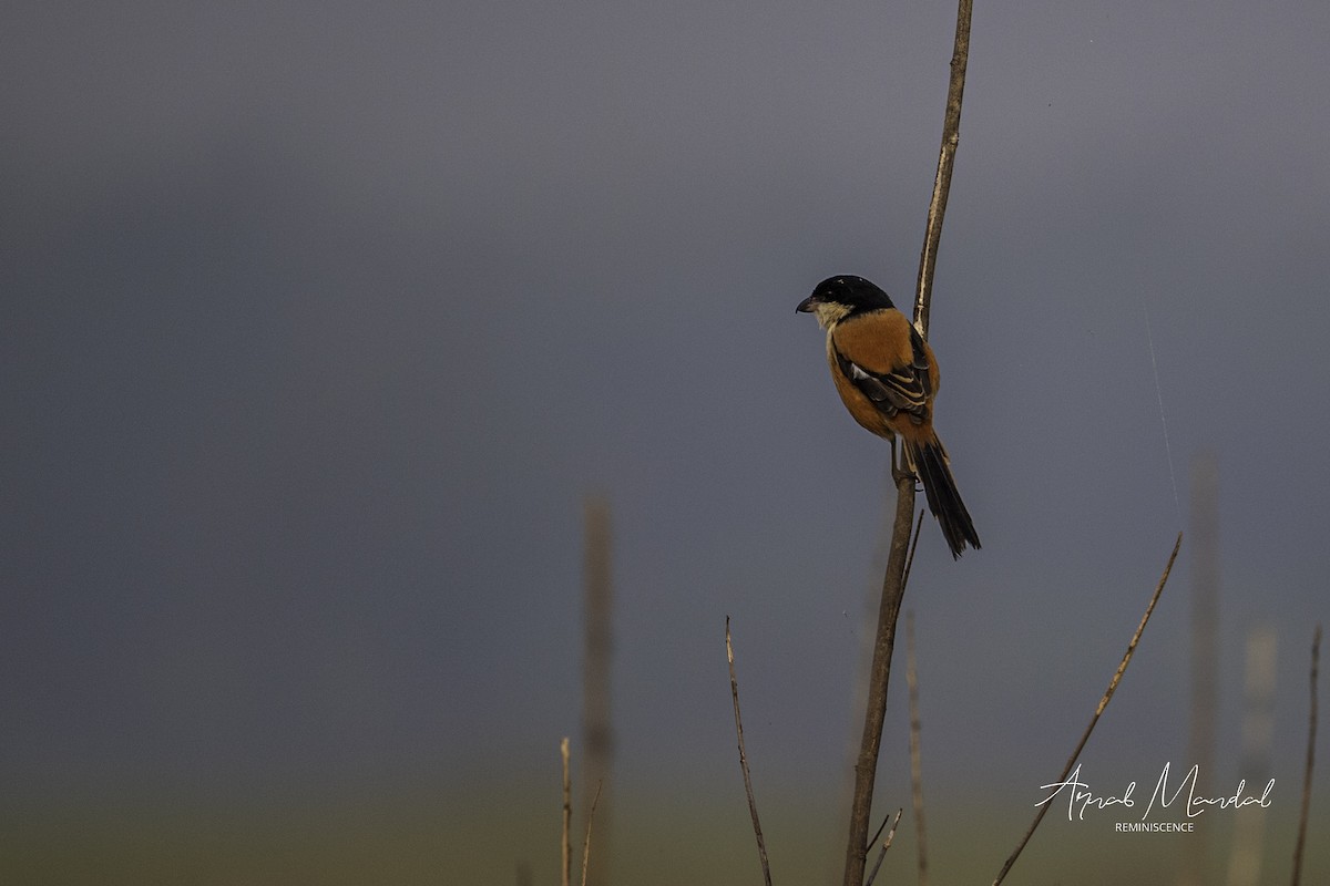 タカサゴモズ - ML646284969