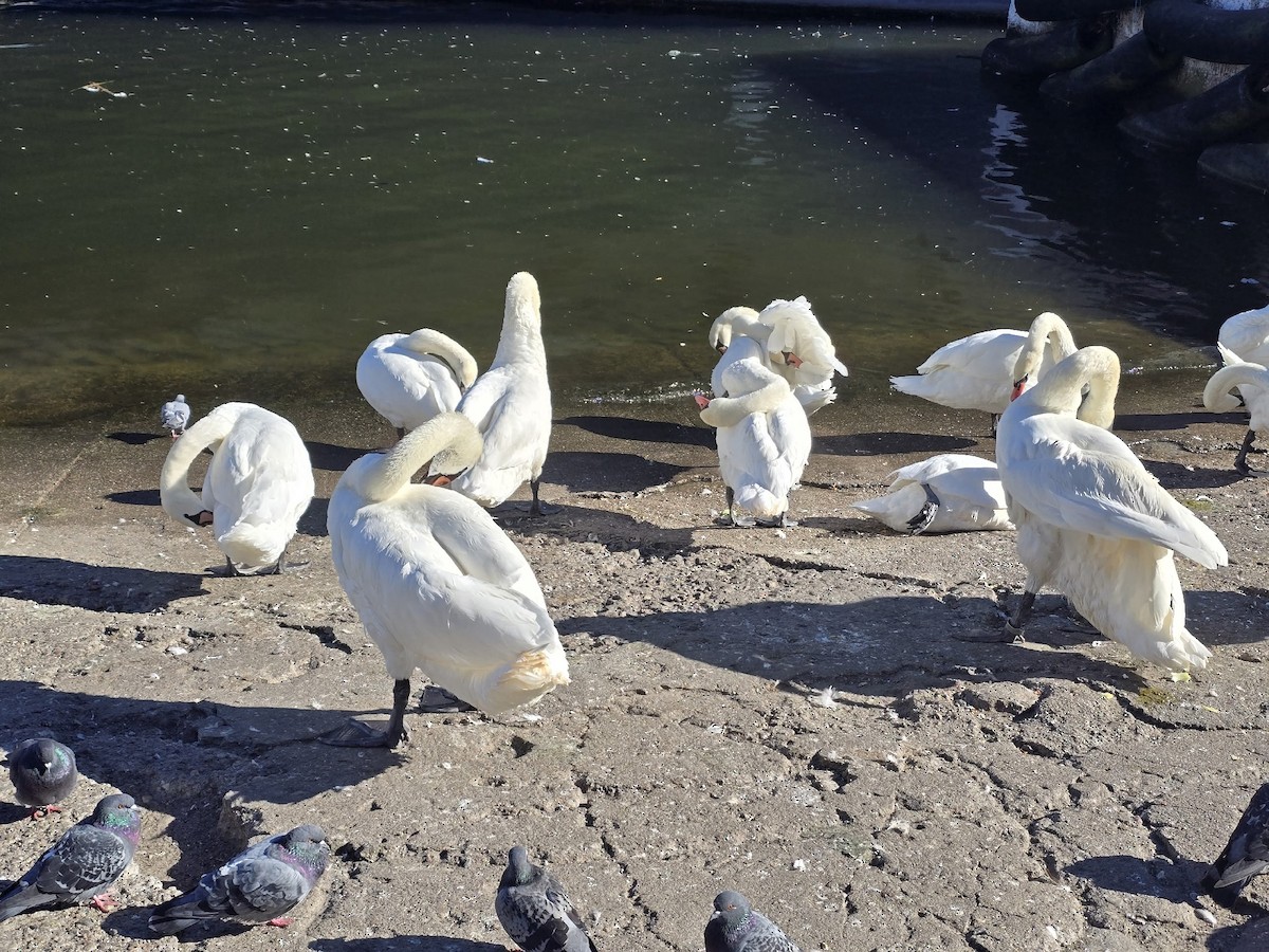 コブハクチョウ - ML646284970