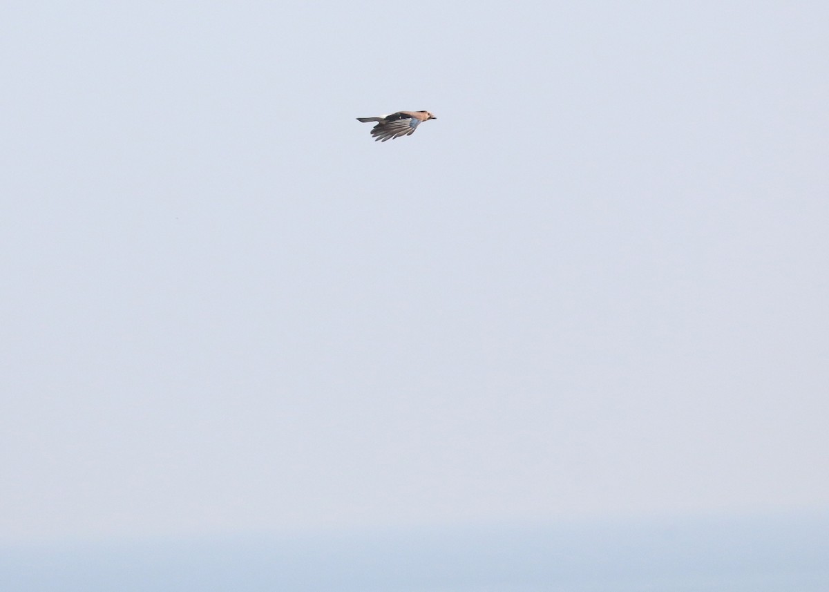 カケス - ML646284972