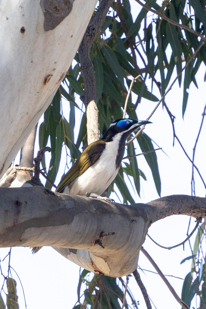 アオツラミツスイ - ML646284973