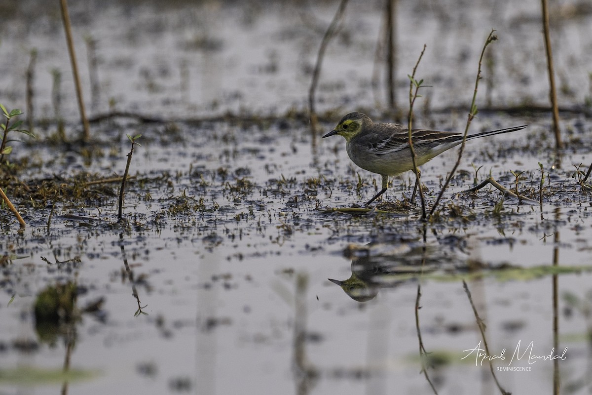黃頭鶺鴒 - ML646284975