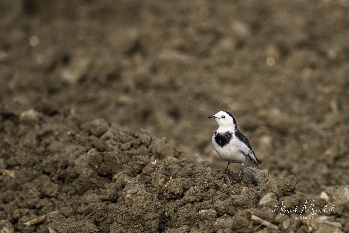 White Wagtail - ML646284978