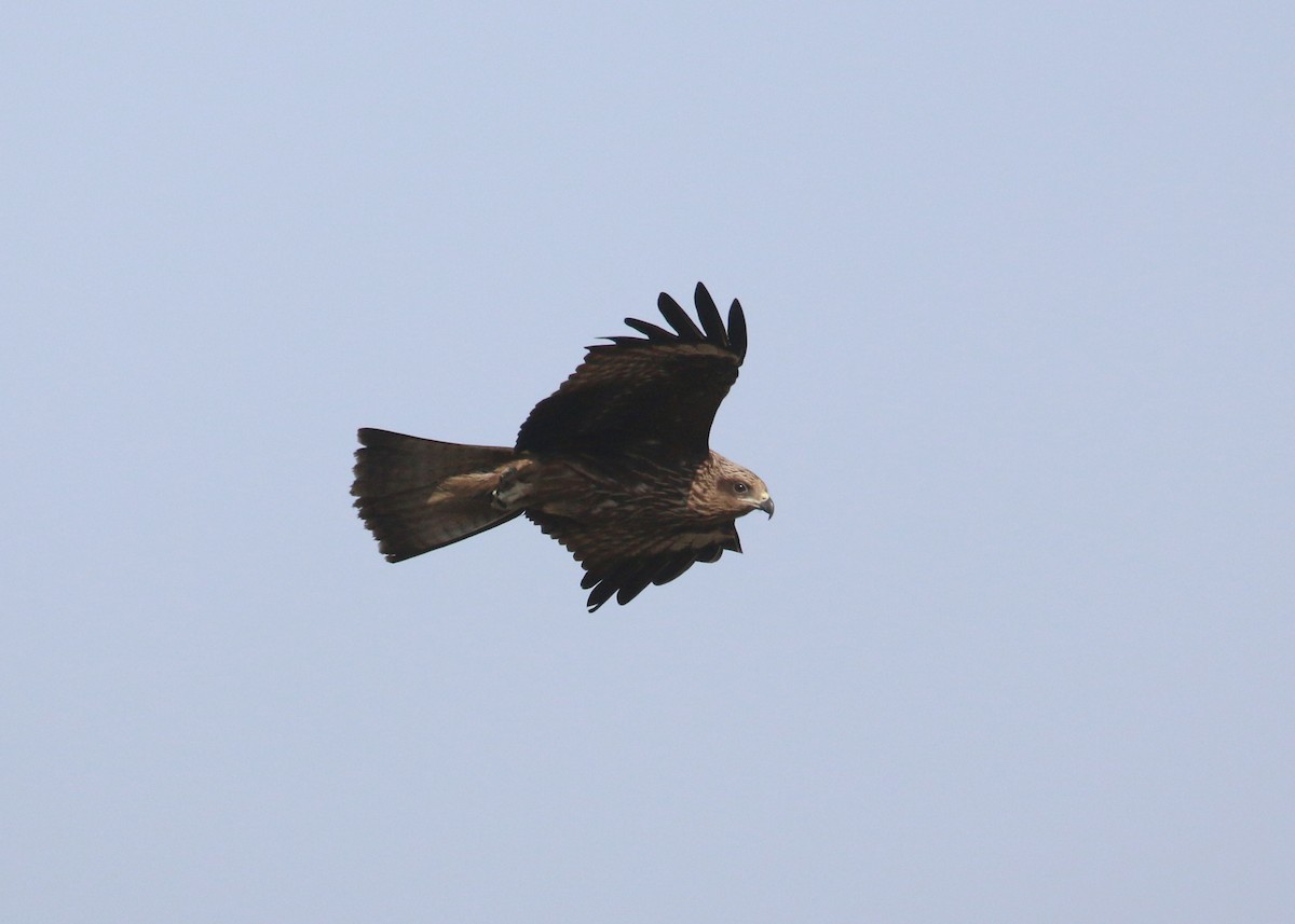 Black Kite - ML646284980