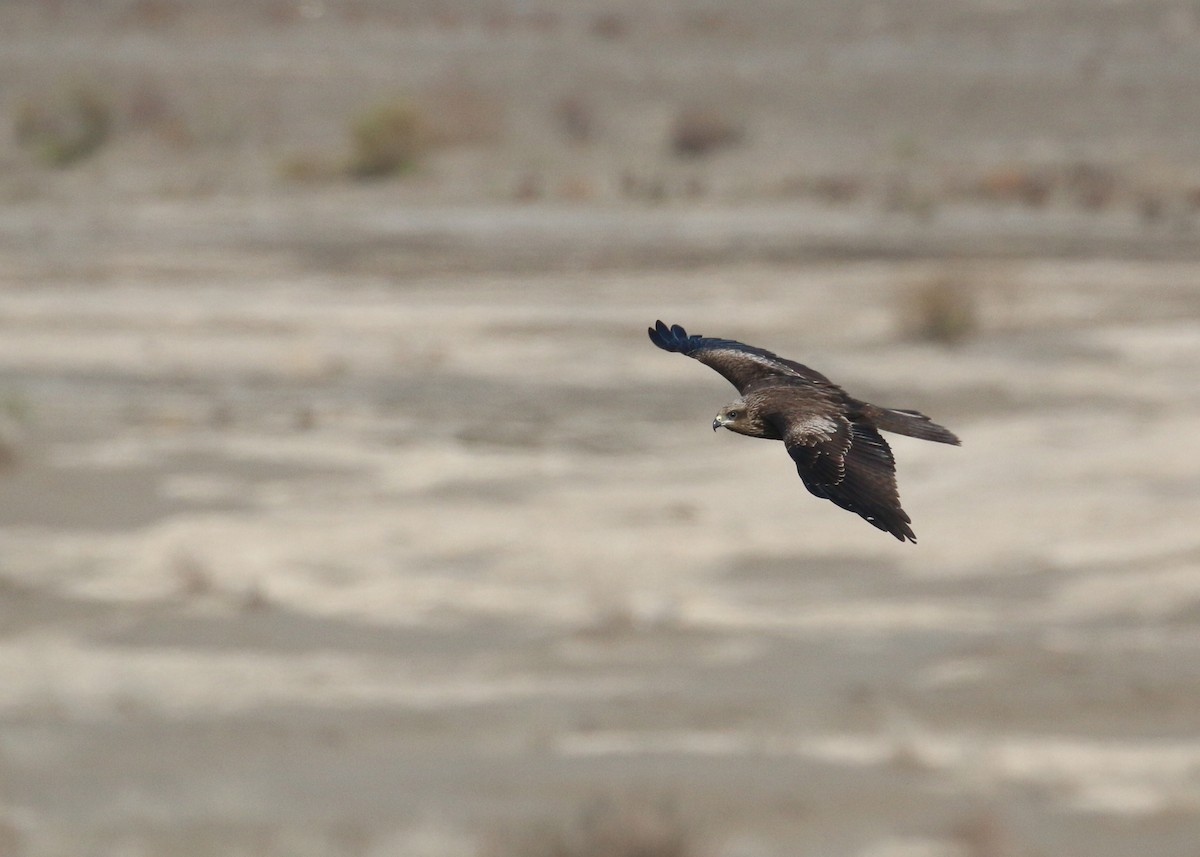 Black Kite - ML646284981