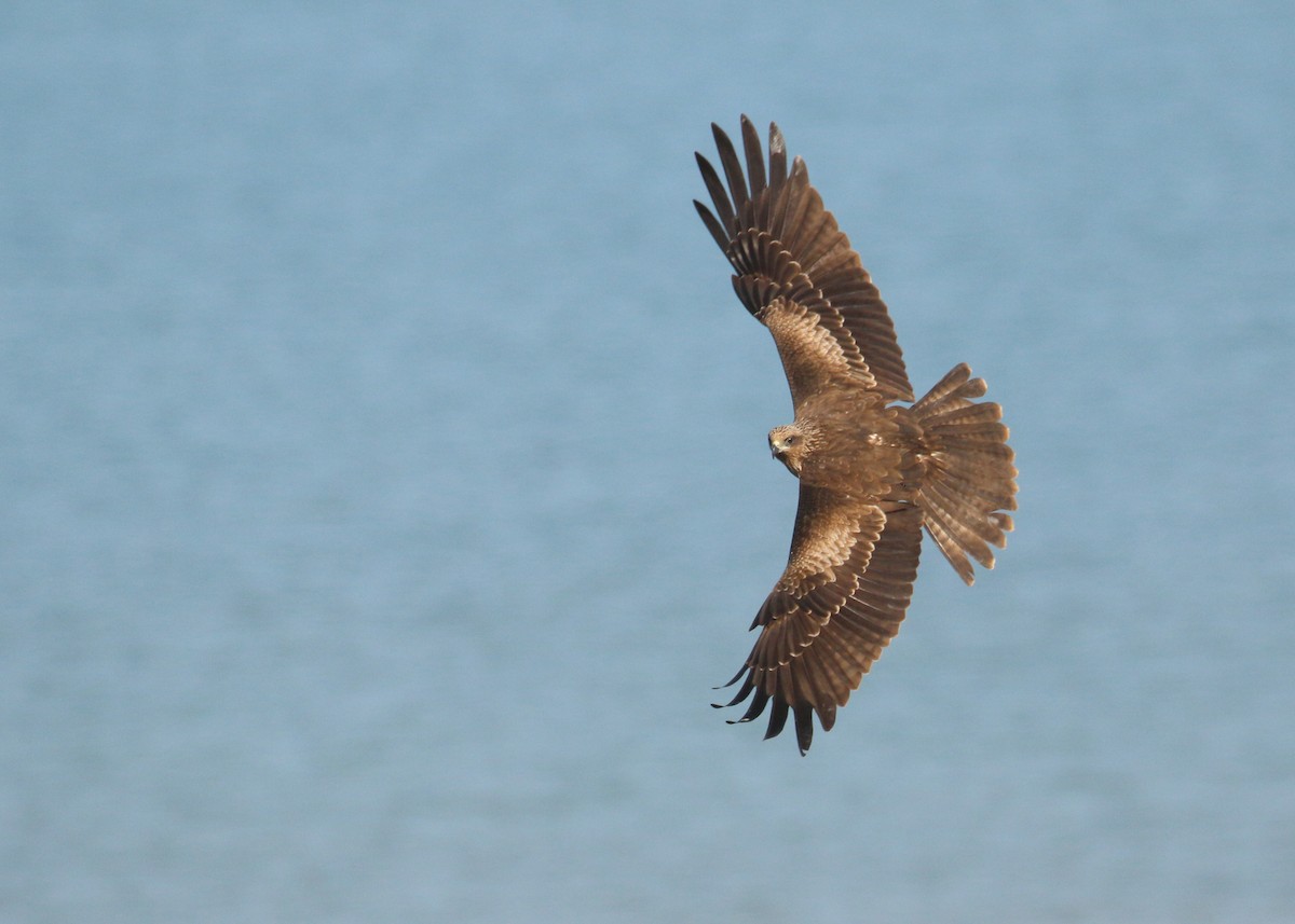 Black Kite - ML646284982