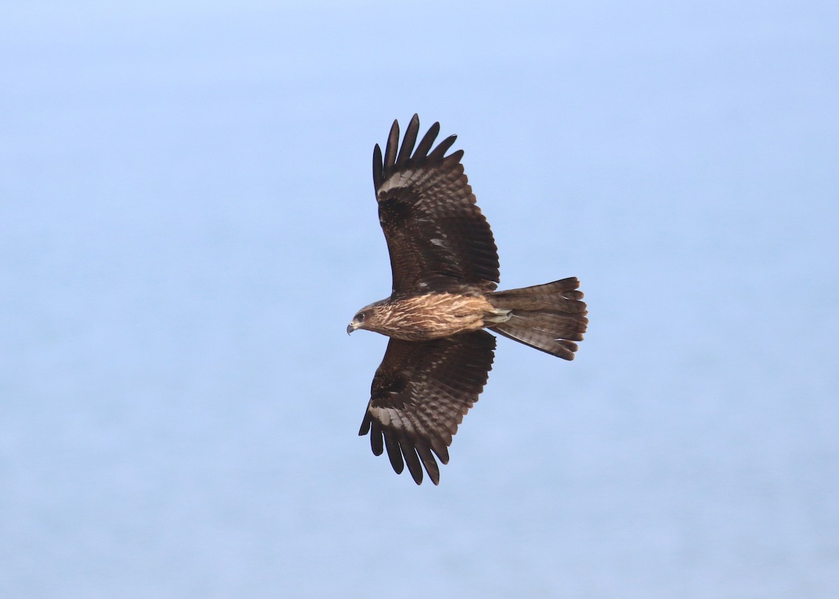 Black Kite - ML646284983