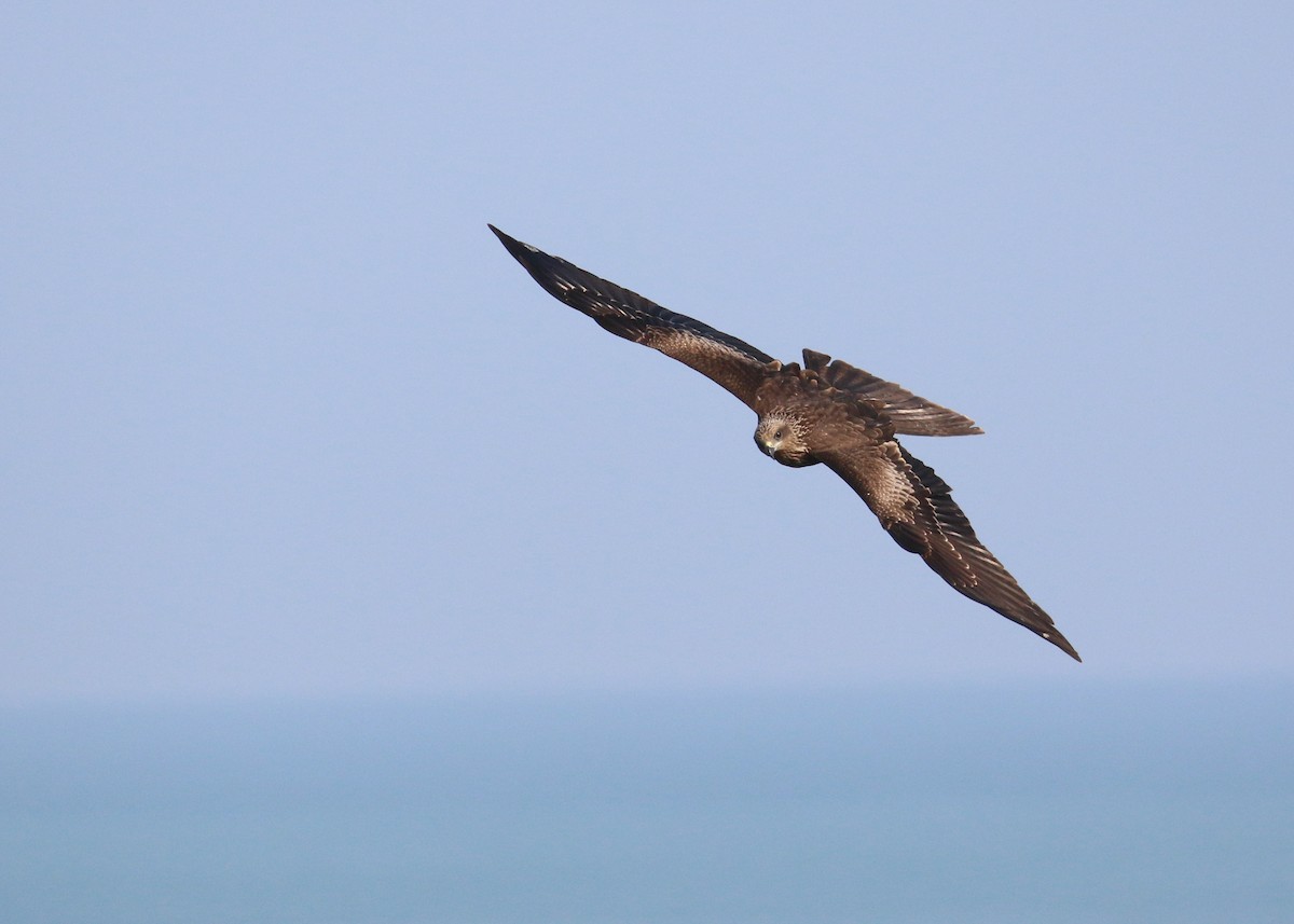 Black Kite - ML646284984