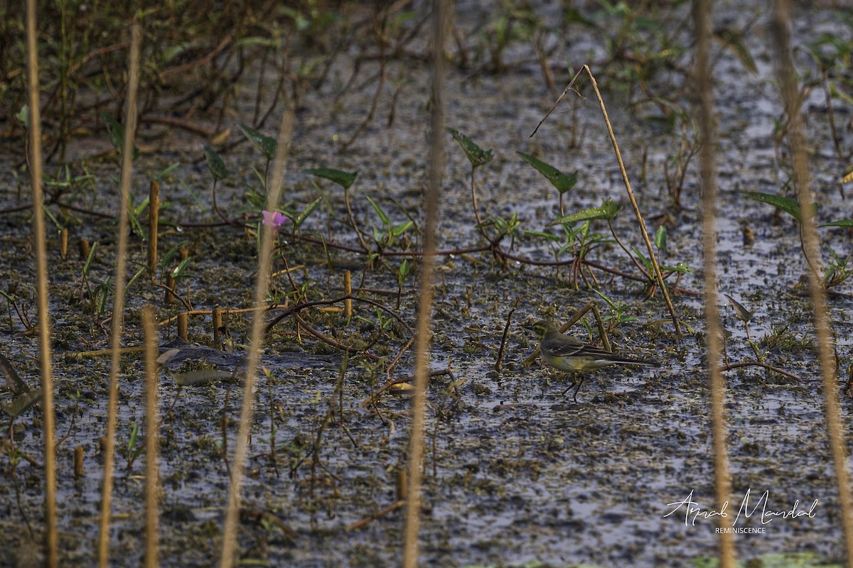 konipas východní - ML646284985