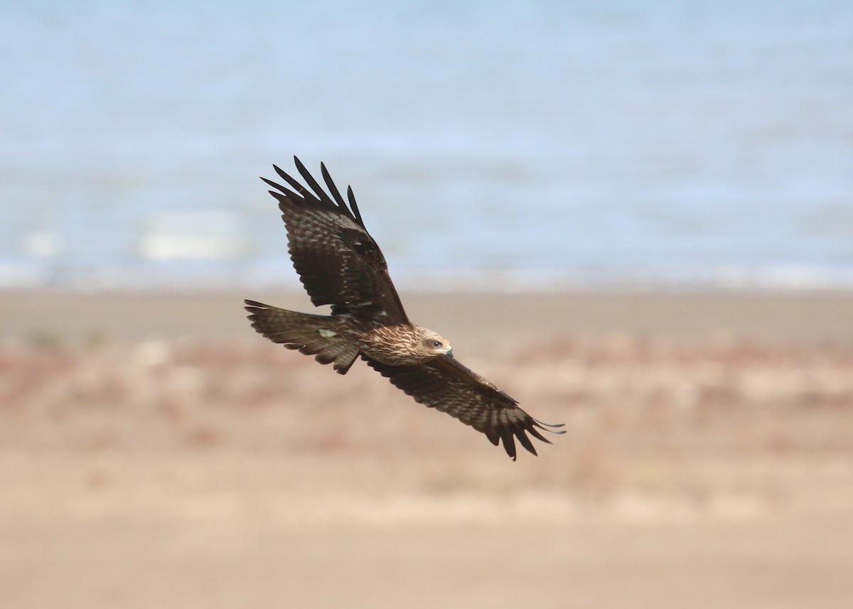 Black Kite - ML646284986