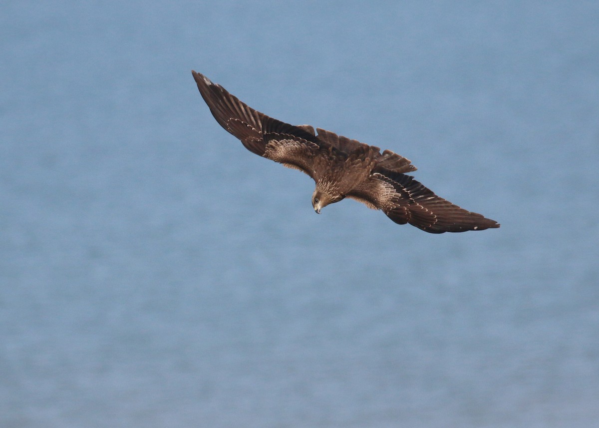 Black Kite - ML646284987
