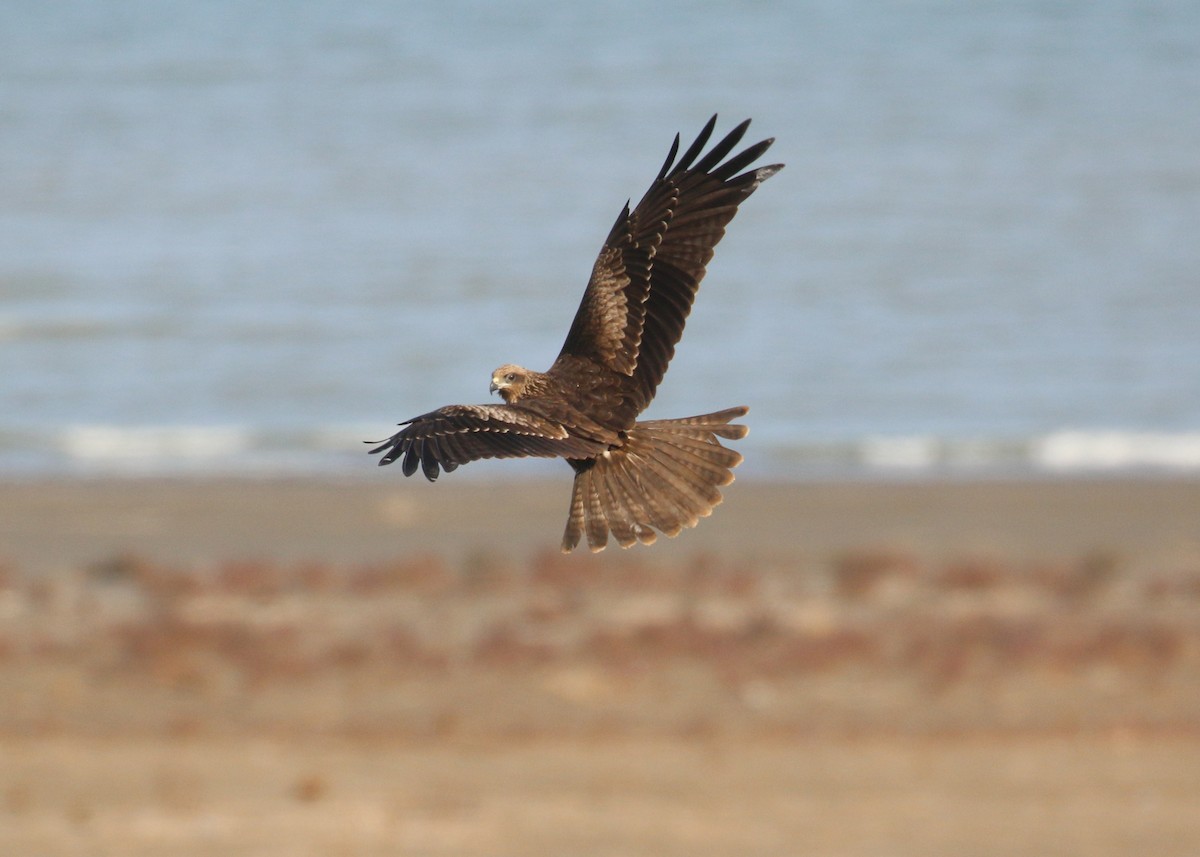 Black Kite - ML646284988