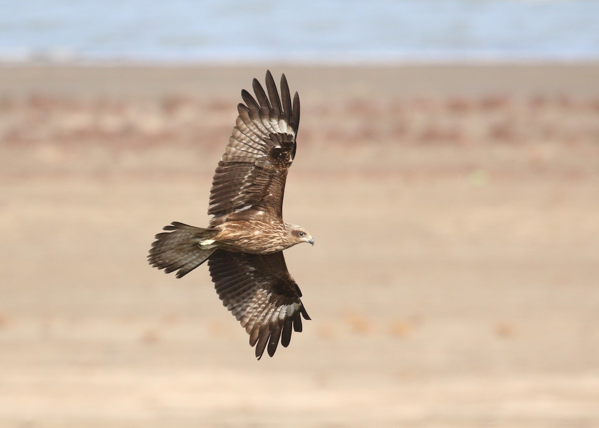 Black Kite - ML646284989