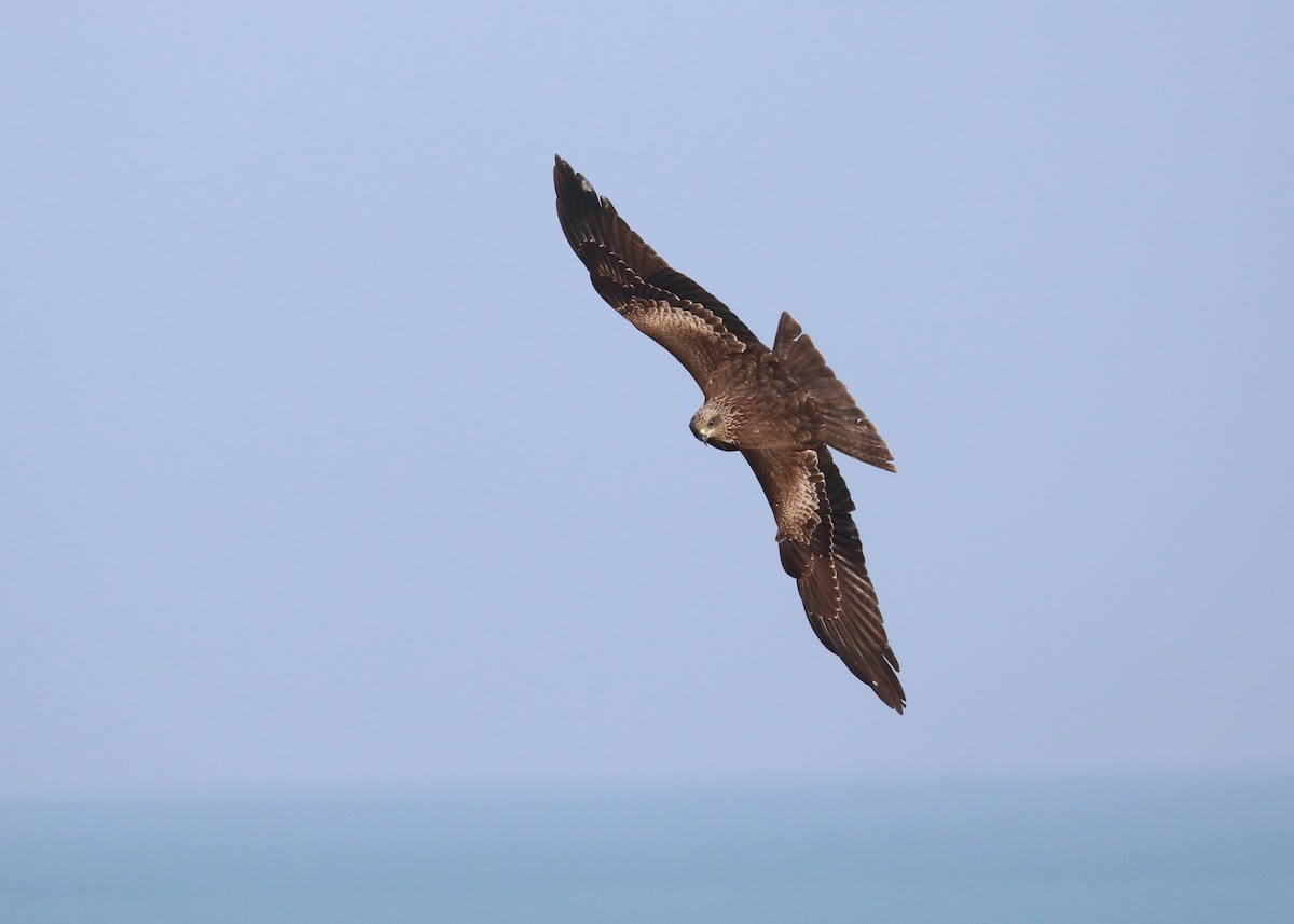 Nibbio bruno - ML646284990