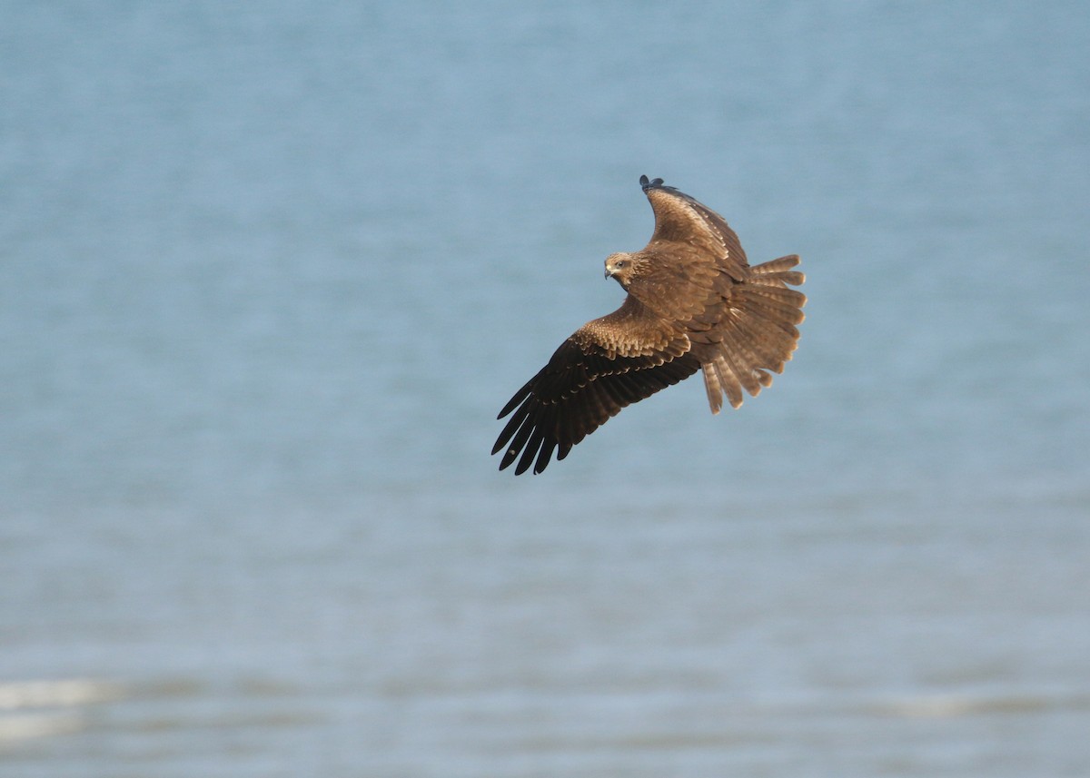 Nibbio bruno - ML646284991