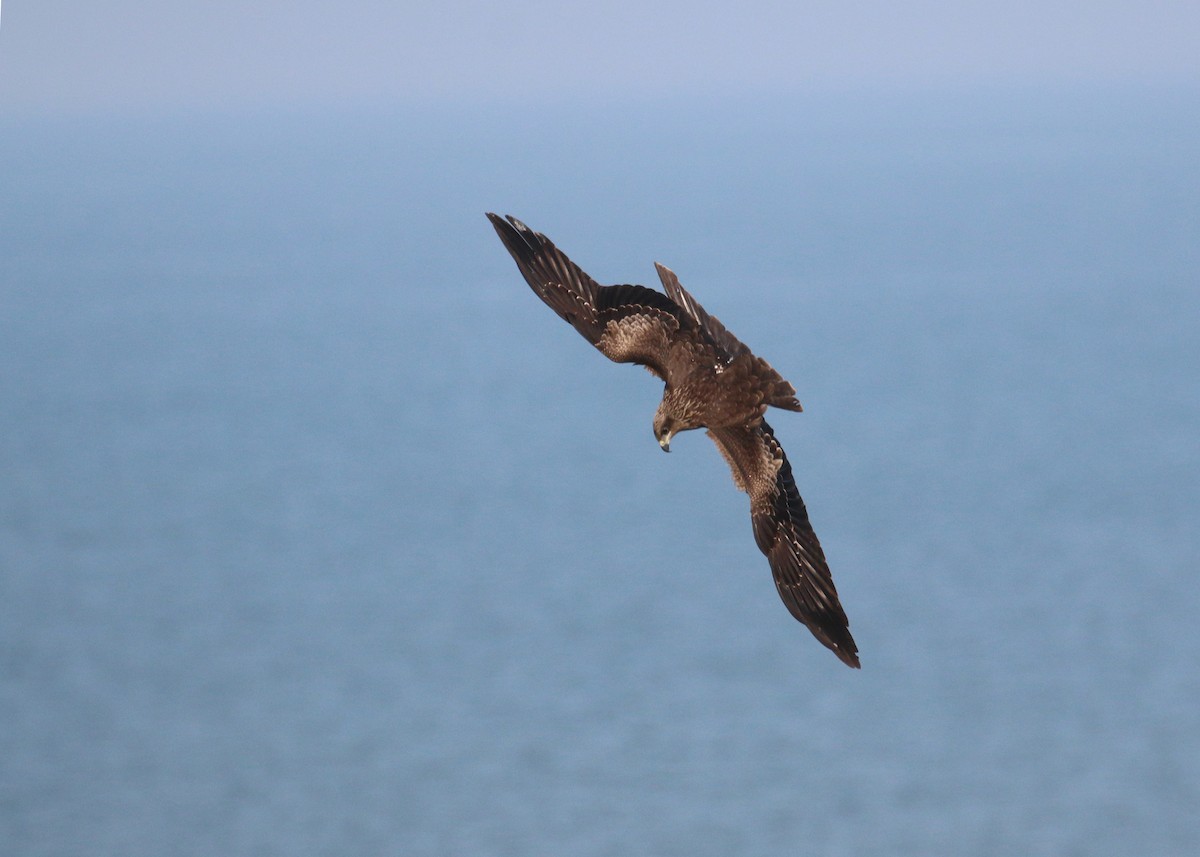 Nibbio bruno - ML646284992