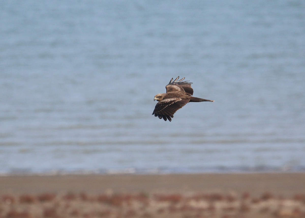 Nibbio bruno - ML646284993