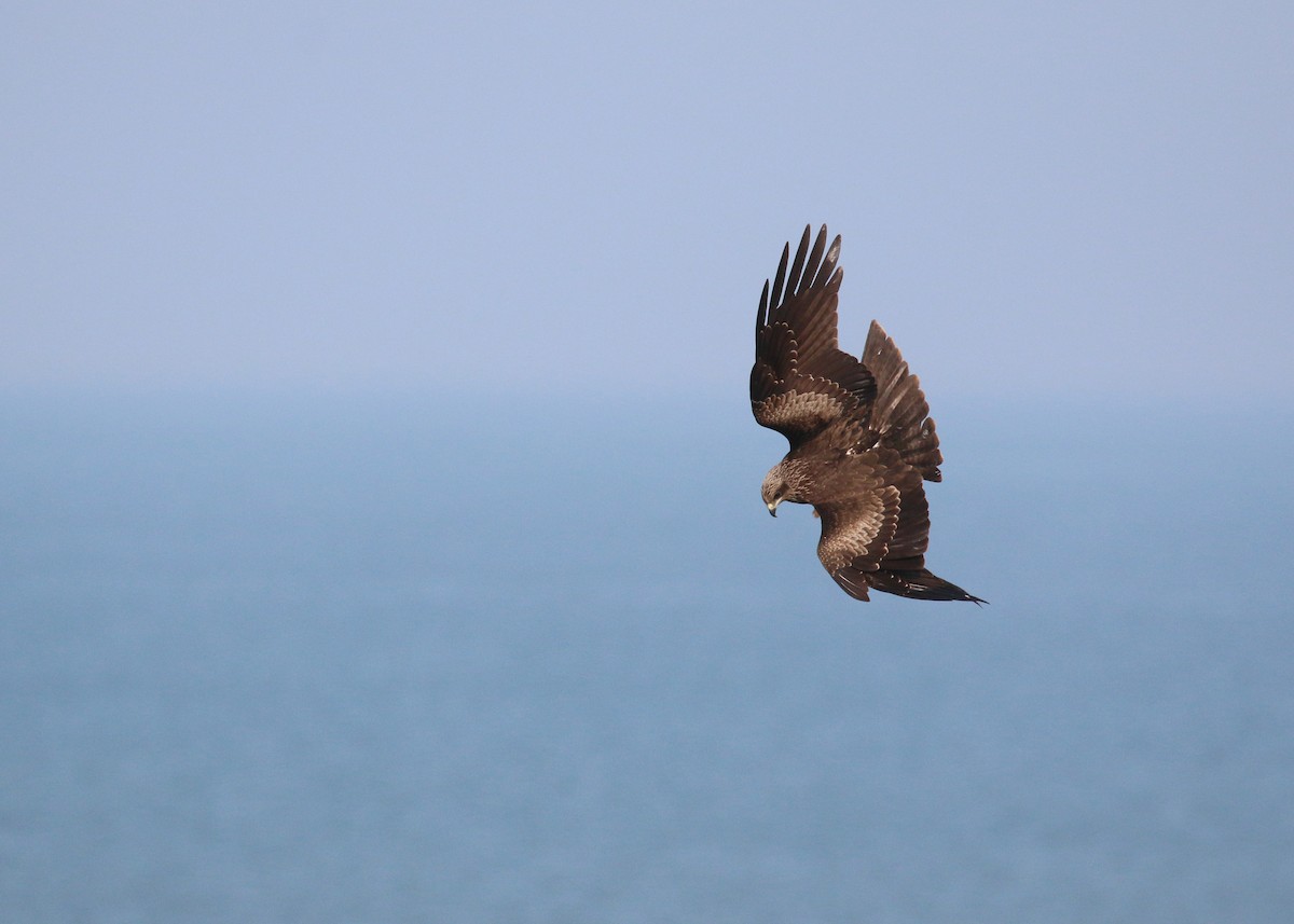 Nibbio bruno - ML646284994