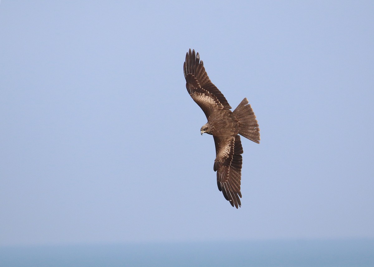 Nibbio bruno - ML646284995