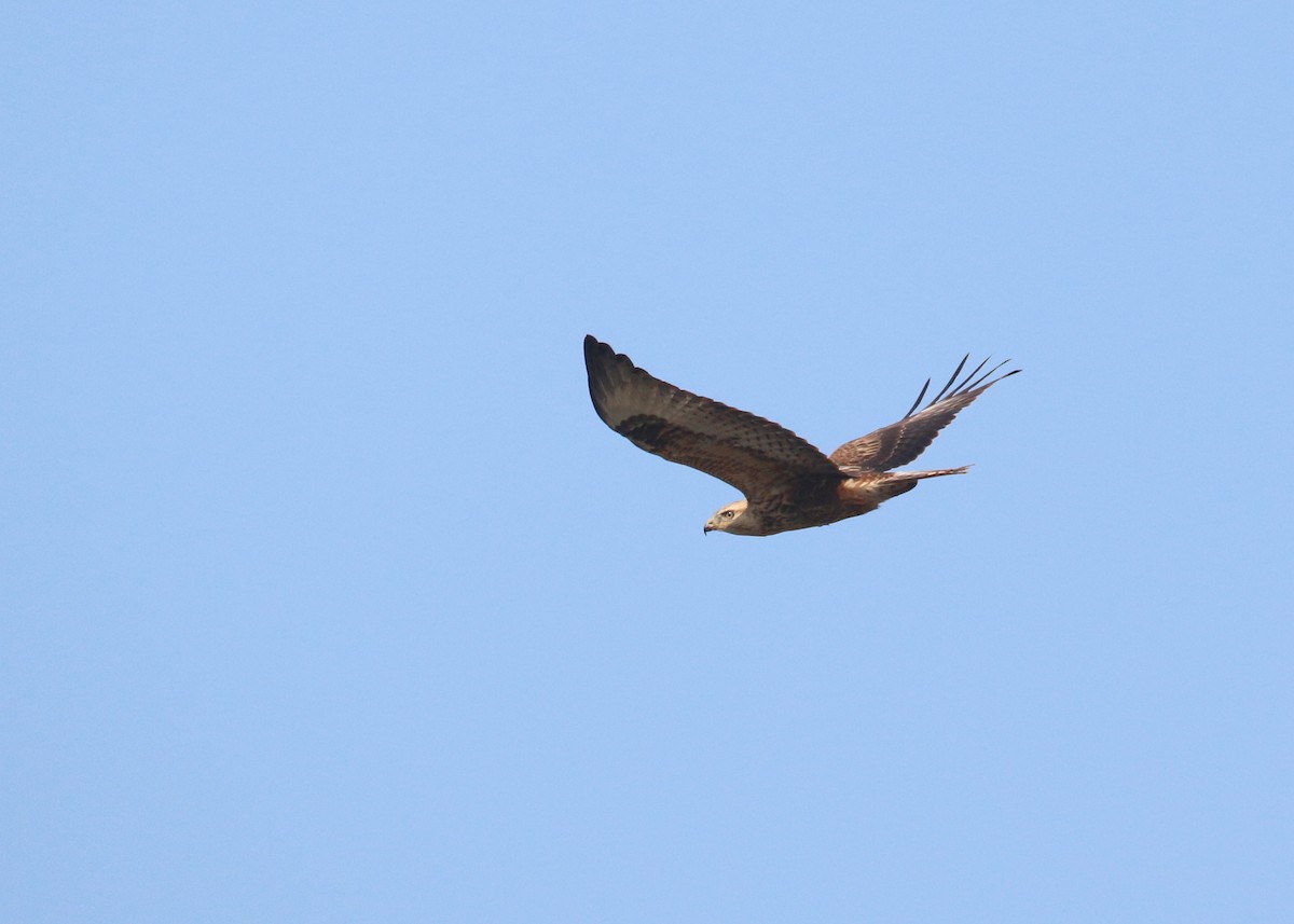 Poiana codabianca - ML646284997