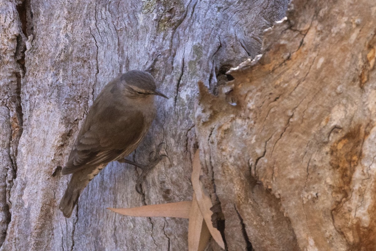 Brown Treecreeper - ML646284998