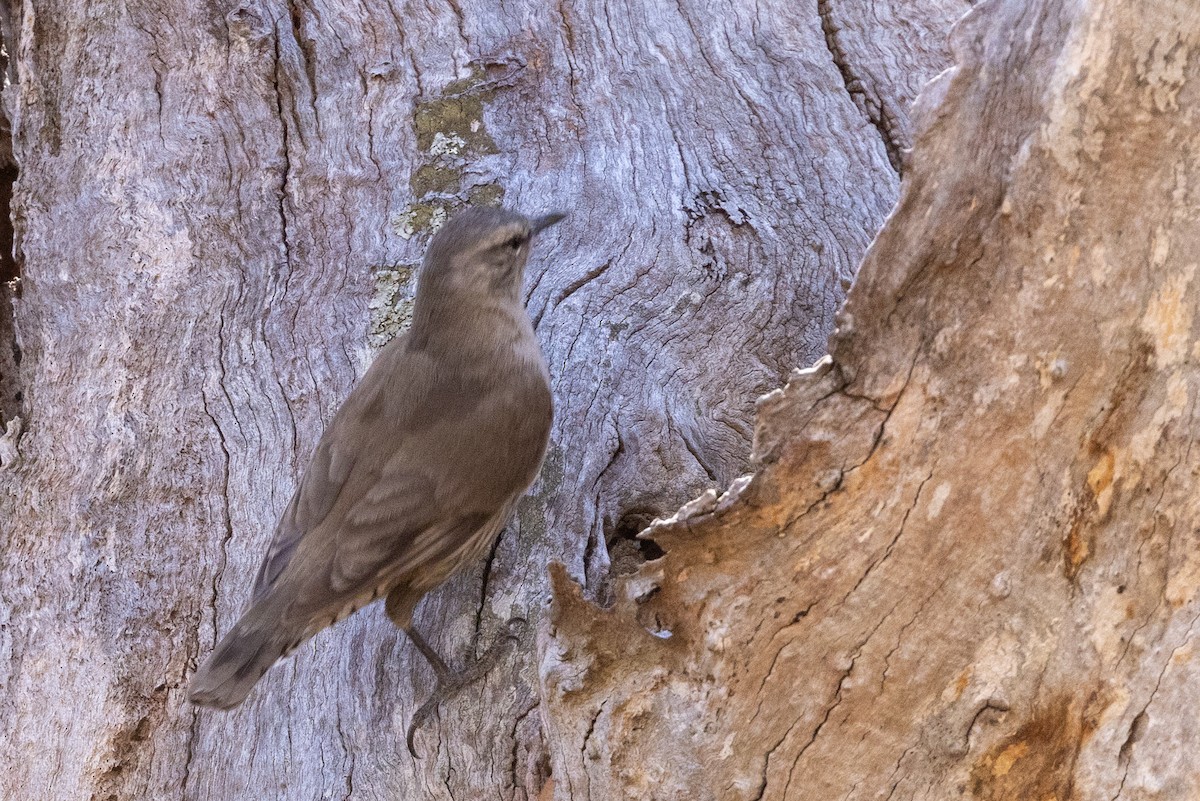Brown Treecreeper - ML646284999