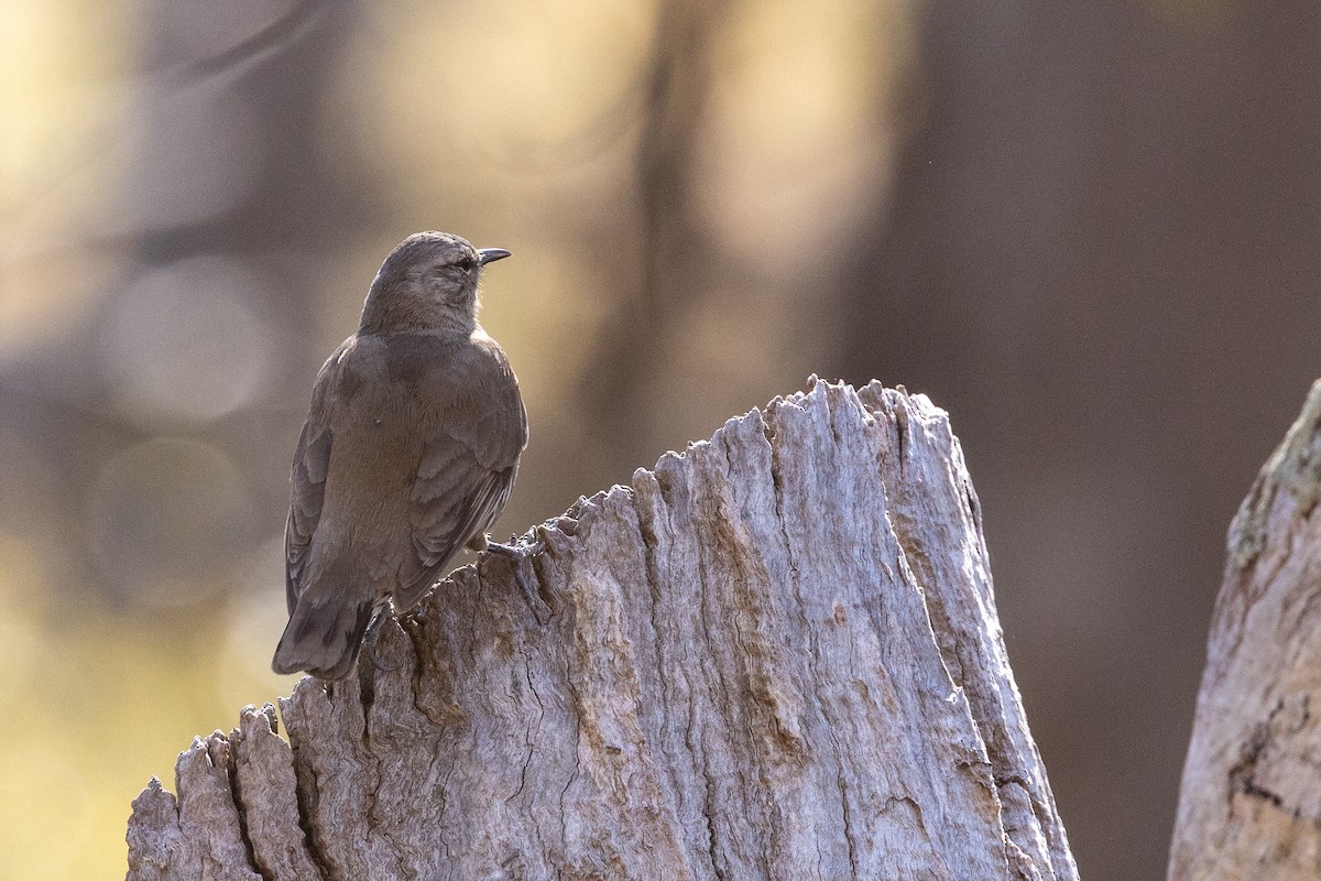 Brown Treecreeper - ML646285000