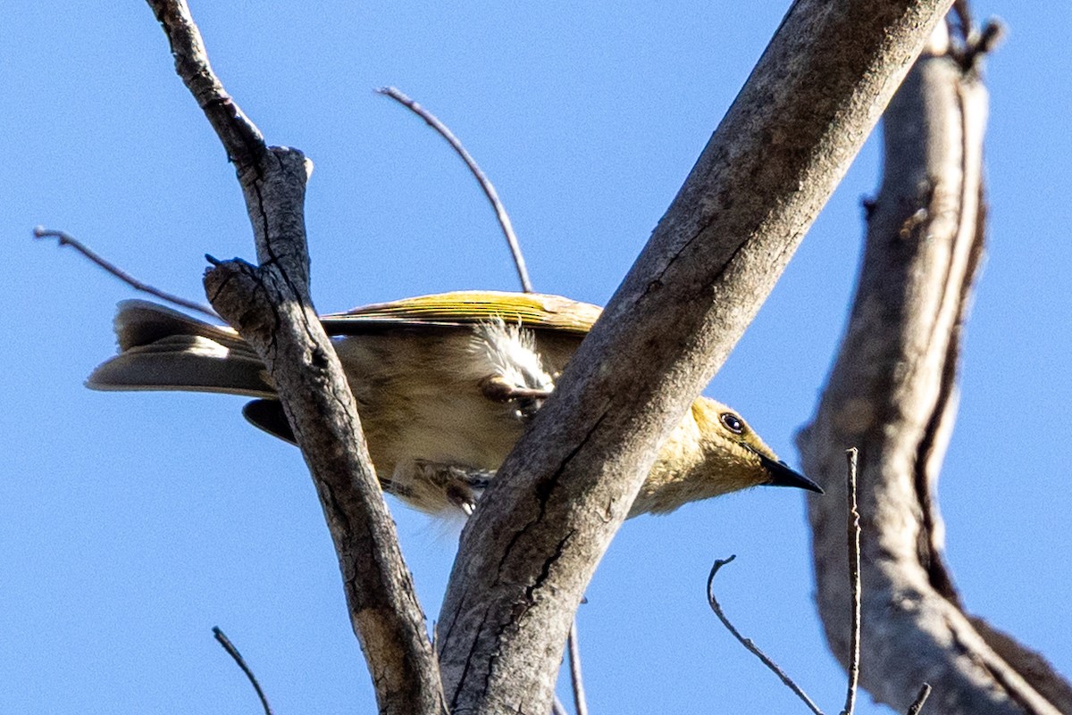 Fuscous Honeyeater - ML646285007
