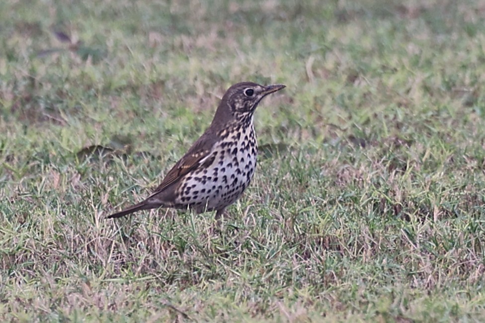 Tordo bottaccio - ML646285009