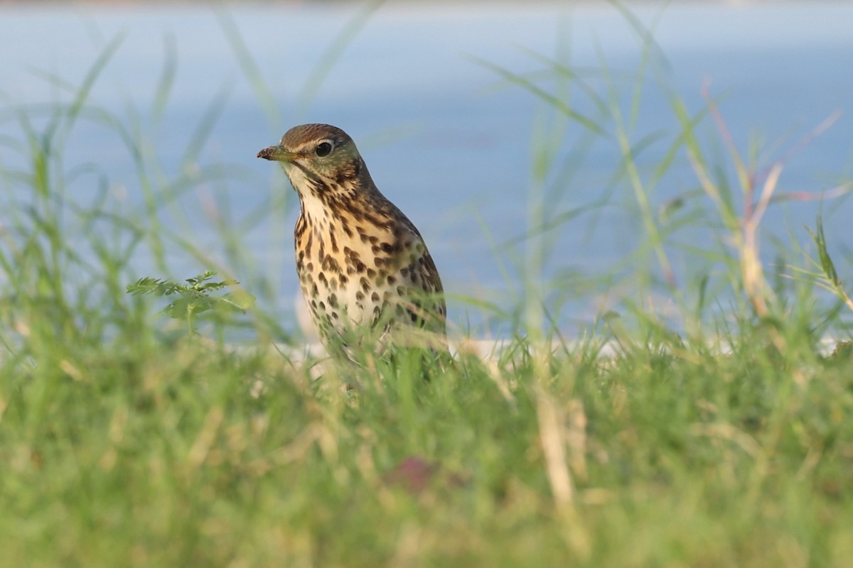 Tordo bottaccio - ML646285010