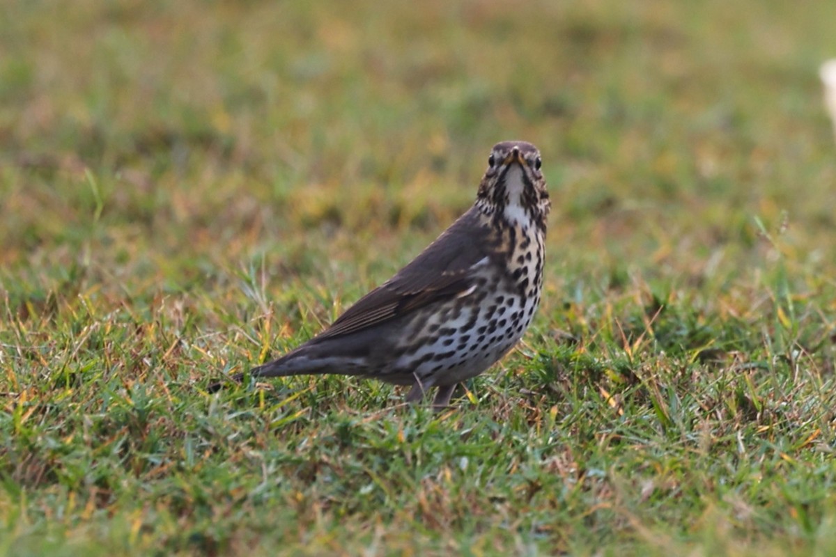 Tordo bottaccio - ML646285012