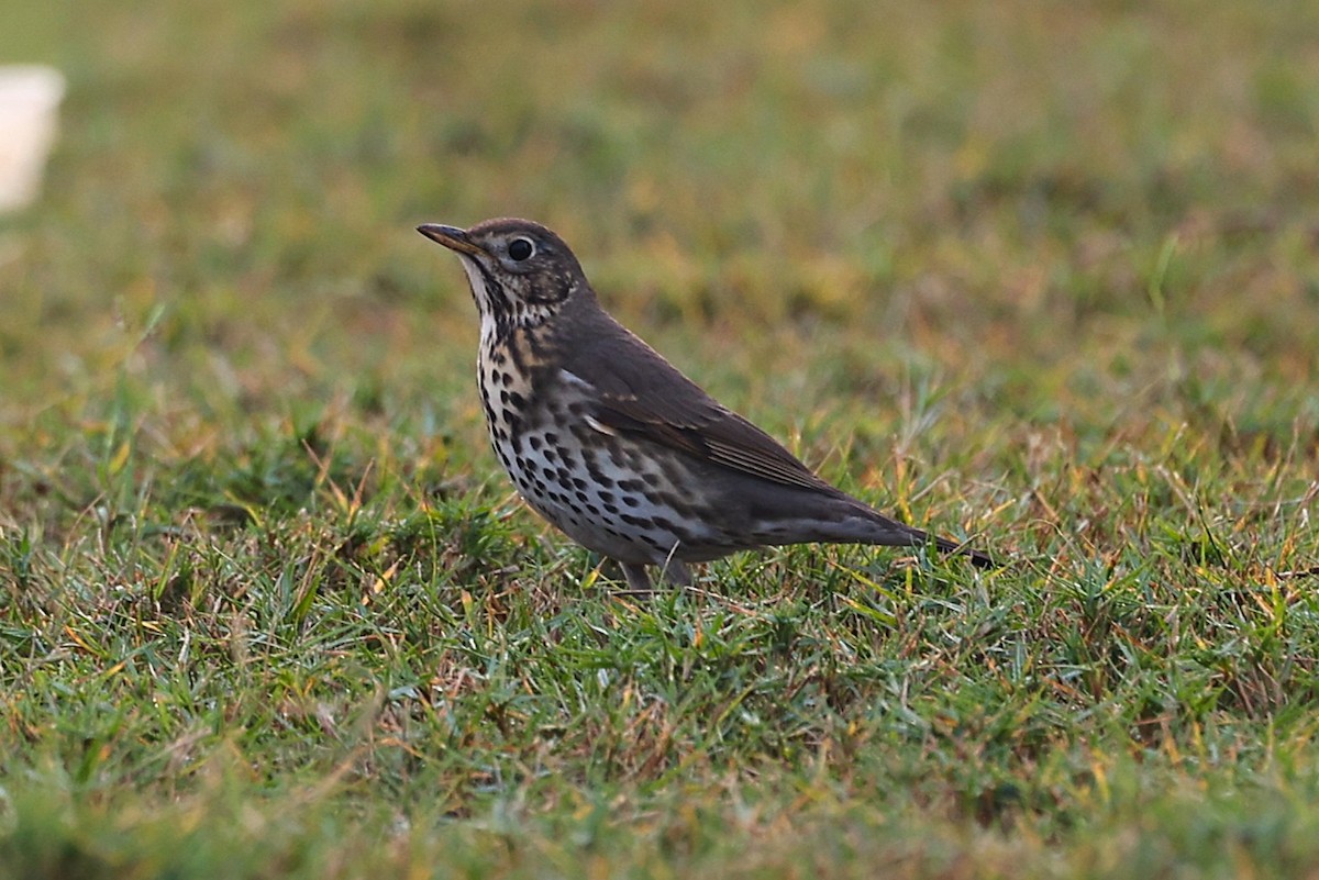 Tordo bottaccio - ML646285013