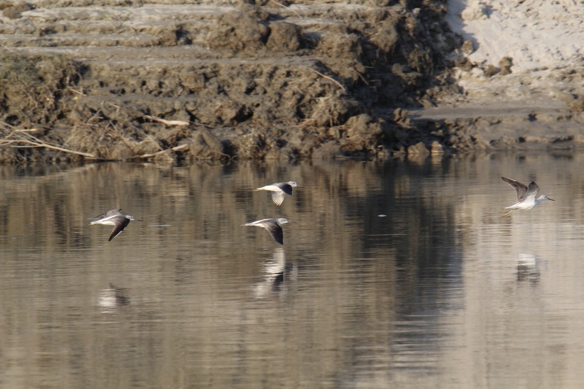 Pantana - ML646285014