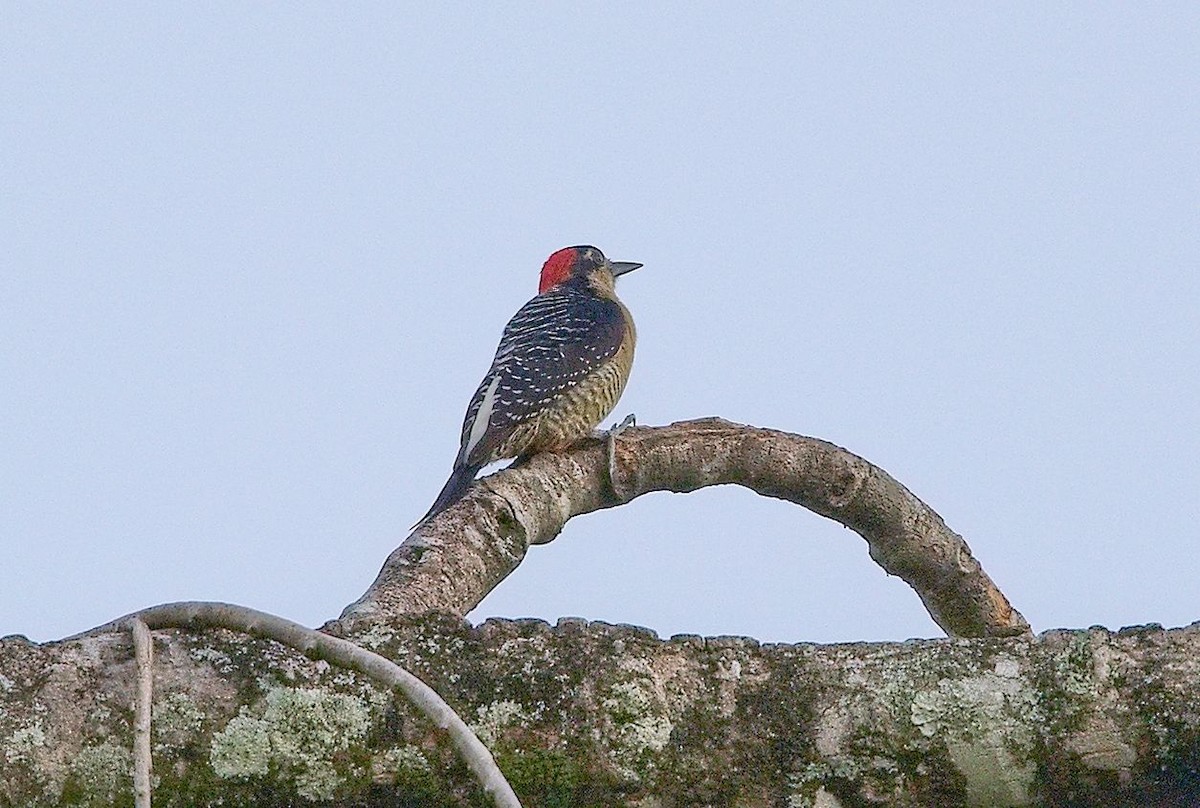 Black-cheeked Woodpecker - ML646285017