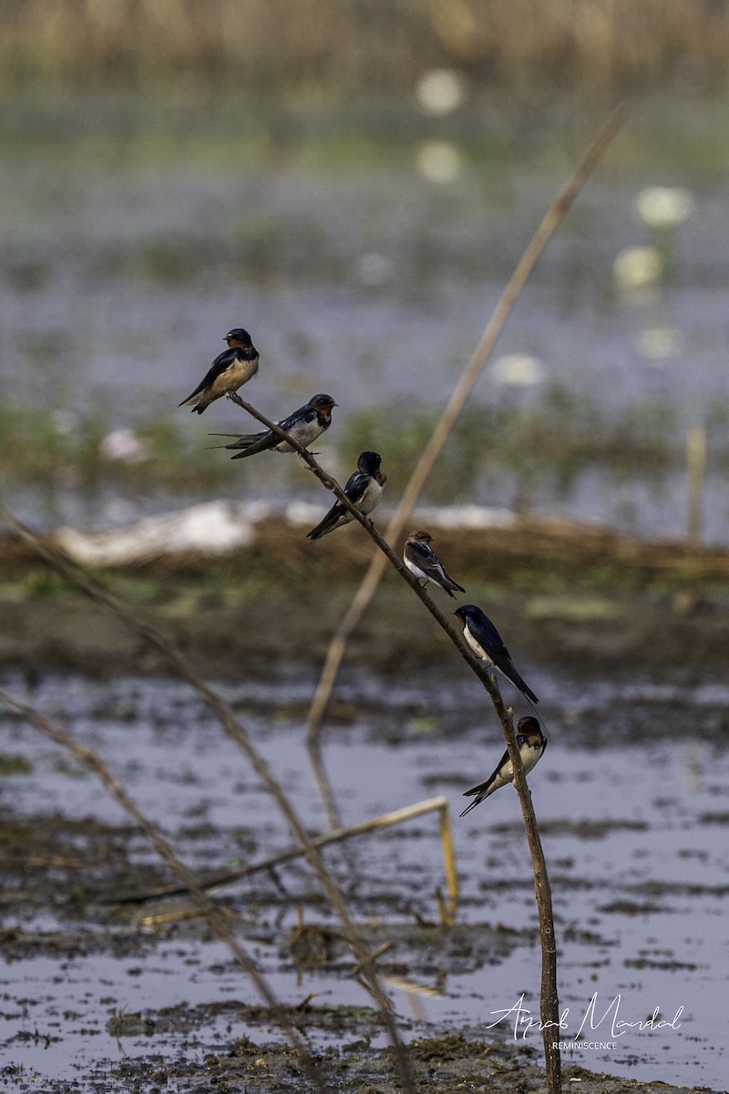 Rondine - ML646285018