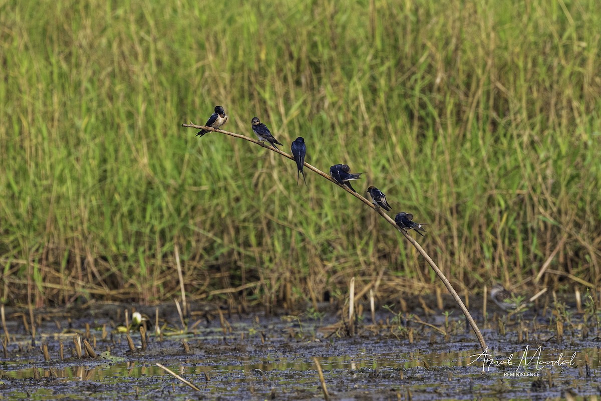 Rondine - ML646285019