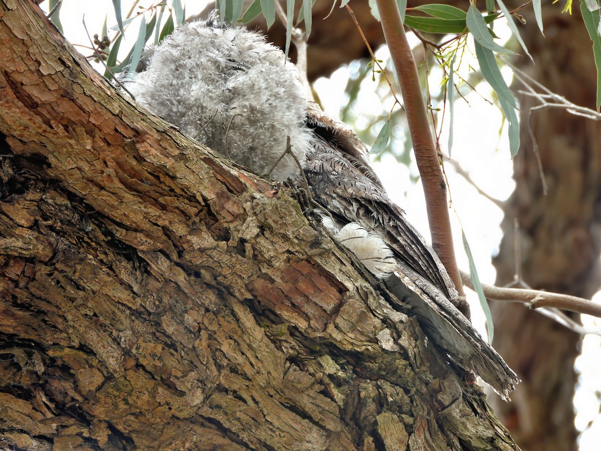 Tawny Frogmouth - ML646285020