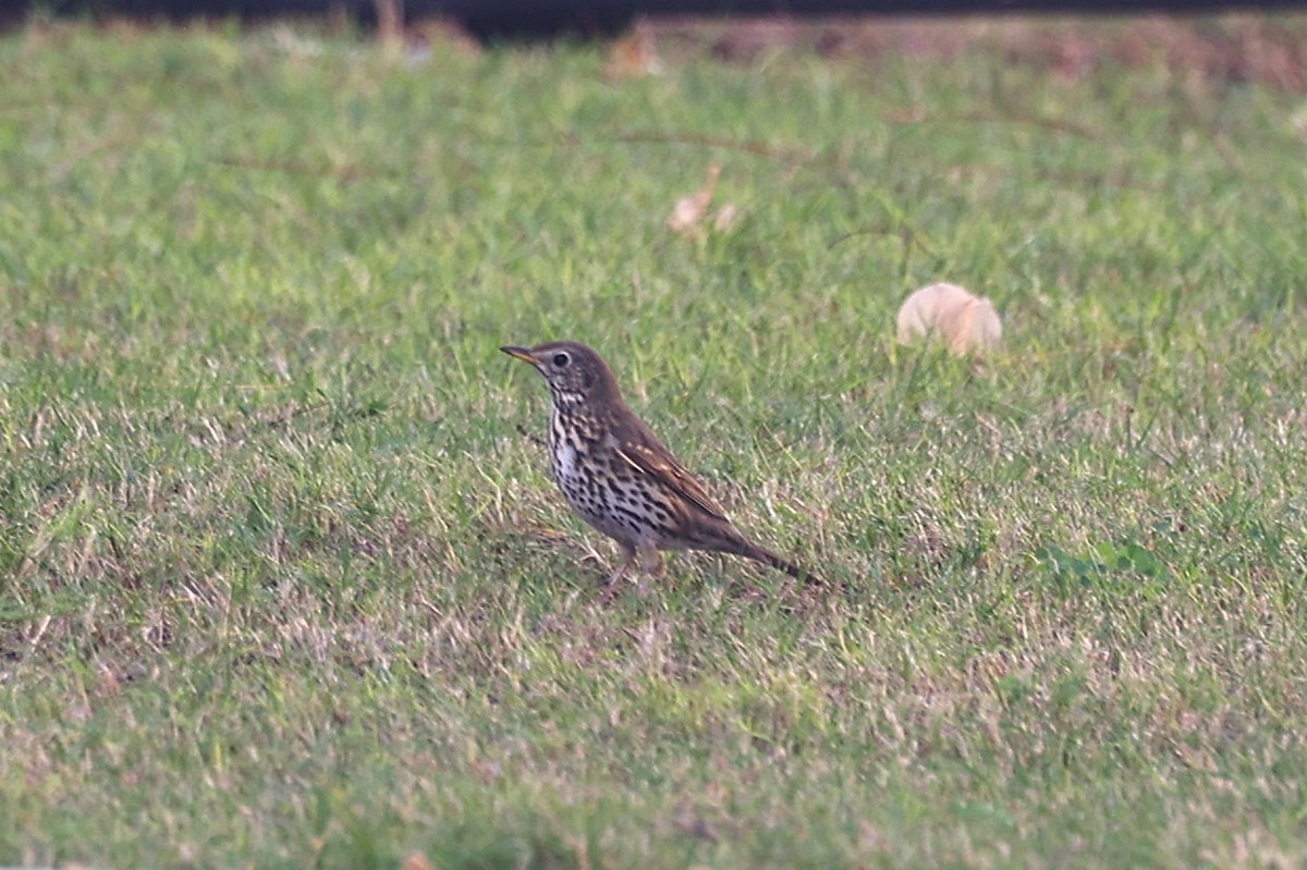 Song Thrush - ML646285024