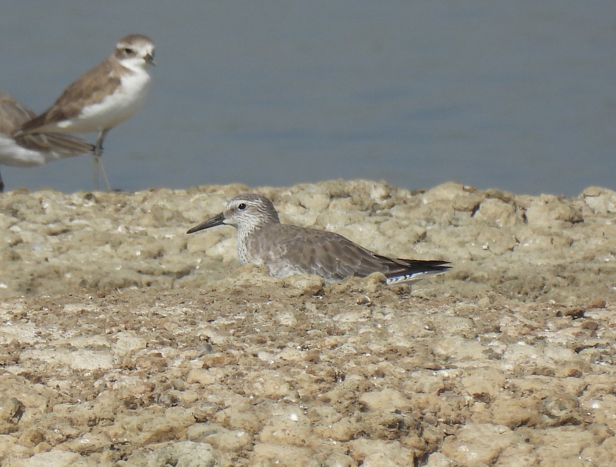 Red Knot - ML646285026