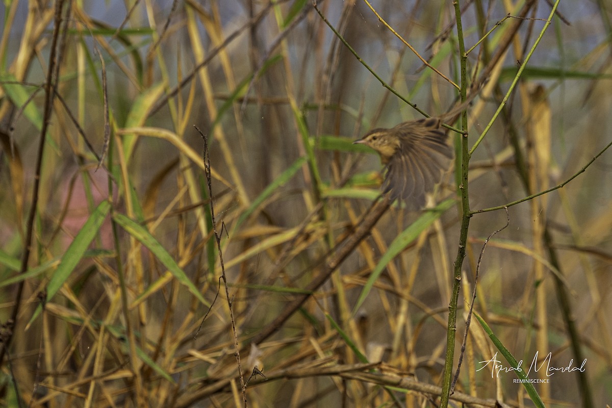Plain Prinia - ML646285029