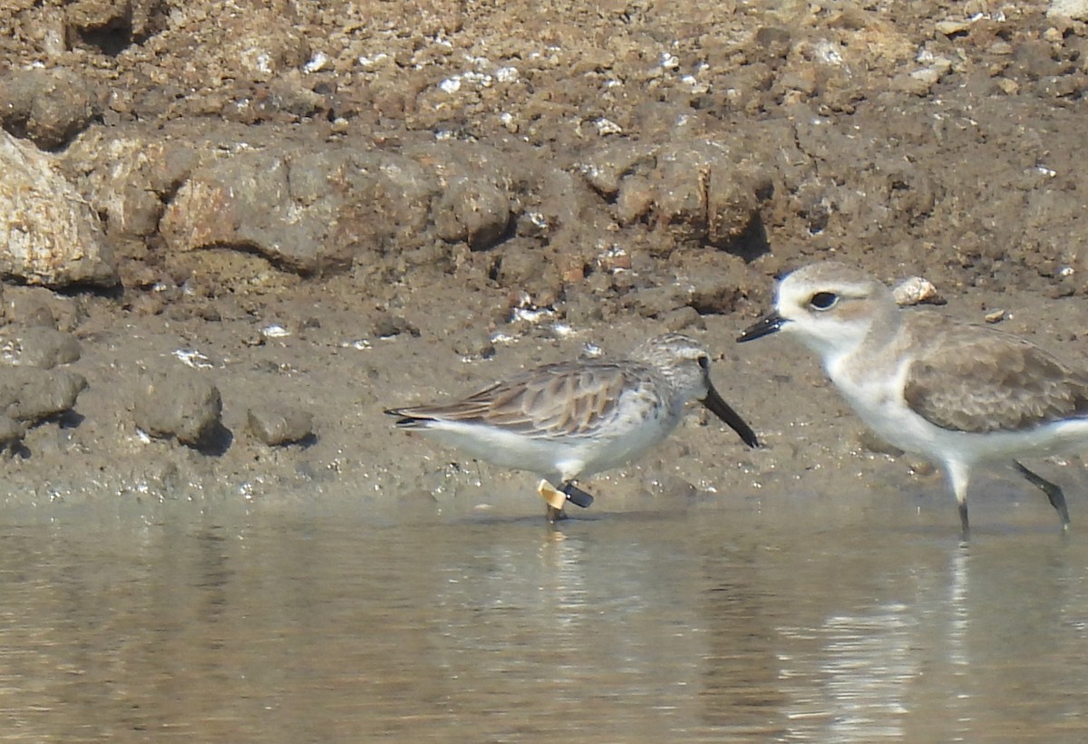 Broad-billed Sandpiper - ML646285031