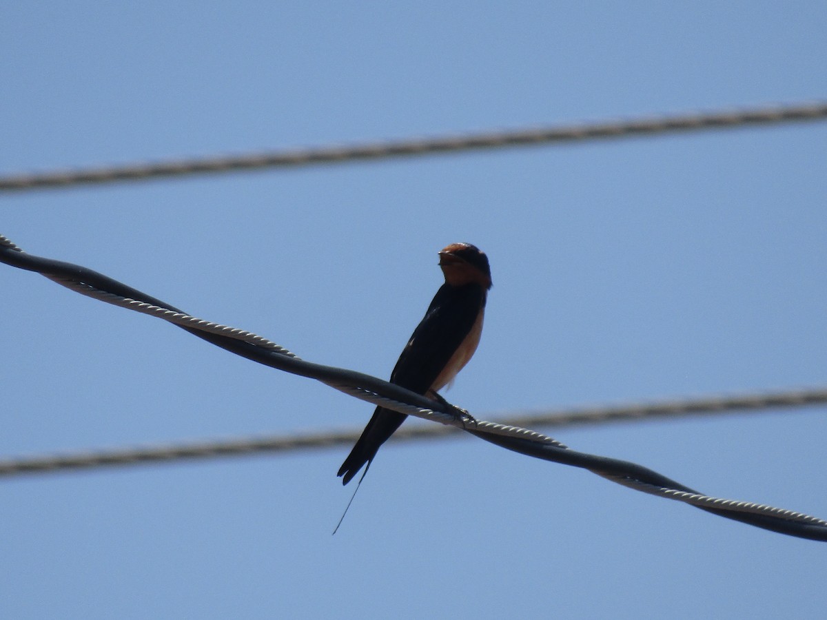 vlaštovka obecná - ML646285037