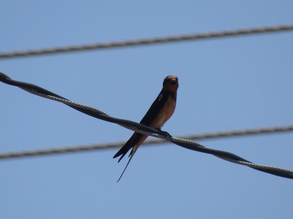 vlaštovka obecná - ML646285038