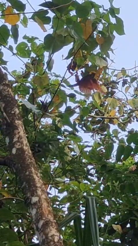 カンムリカッコウ - ML646285040